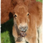 Coolstep Renesmee 12.04.14
