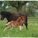 Coolstep Renesmee 01.05.14