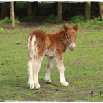 Coolstep Renesmee 06.04.14