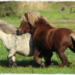 Bonito & Sunni