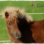 Coolstep Renesmee 27.09.14