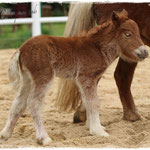 Coolstep Renesmee 05.04.14