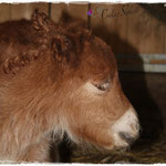 Coolstep Renesmee 05.04.14