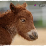 Coolstep Renesmee 05.04.14