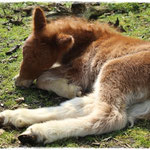 Coolstep Renesmee 06.04.14