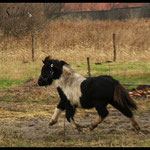 Coolstep Aslan