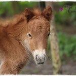 Coolstep Renesmee 10.04.14