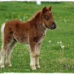 Coolstep Renesmee 01.05.14