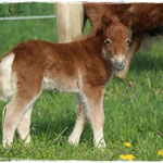 Coolstep Renesmee 12.04.14