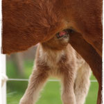Coolstep Renesmee 05.04.14