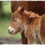 Coolstep Renesmee 05.04.14