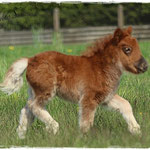 Coolstep Renesmee 27.04.14