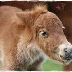Coolstep Renesmee 06.04.14