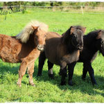 Die Fohlenbande: Renesmee, Delilah & Greg