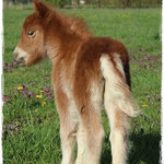 Coolstep Renesmee 13.04.14