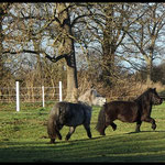 Sunni & Bonny