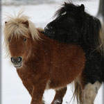 Romanze & Elvy