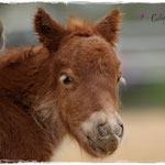 Coolstep Renesmee 05.04.14