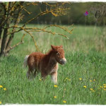 Coolstep Renesmee 12.04.14