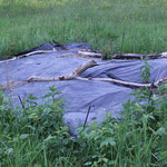 2011: Mit Planenresten von Silageanlagen wurden die Weidenwurzeln abgedeckt.