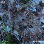 Der weggeworfene Arnikasamen enthält nur einen geringen Anteil von dunkel gefärbten Samenkörnern.