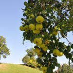 goldener Oktober