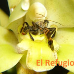 Reduviid bug accomodated in the middle of a flower of Sudamerlycaste jimenezii and stabbing a wasp for lunch