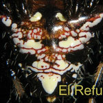 Verrucosa undecimvariolata, "devil spider" (female No.1): pattern on dorsal side of abdomen