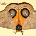 Automeris sp.2