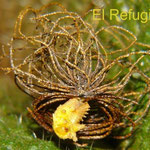 This insect larva produces strings of feces which are glued to the body, covering it completely ("PELUCA DE MIERDA").  It was found feeding on the palm Geonoma undata.
