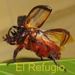 Rhinoceros beetle taking off