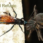 The wasp Pepsis sp., dragging a paralyzed  tarantula (it was stung by the wasp)