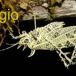 Markia sp.1, a lichen katydid found at El Refugio´s garden, adult male