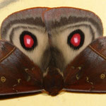 Automeris sp.1