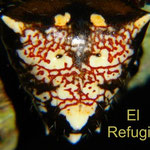 Verrucosa undecimvariolata, "devil spider" (female No.2): pattern on dorsal side of abdomen