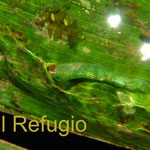 This insect larva is diving in its own jelly ("GUSANO BUZO"). It was found feeding on the palm Geonoma undata.