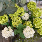 Viburnum,ビバーナム,BOBCRAFT