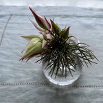 Petitvase2025,プチベース2025,BOBCRAFT