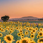 Champ de lavande - Valensole - V220706