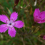 Raue Nelke (Dianthus armeria)