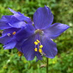 Himmelsleiter (Polemonium caeruleum)