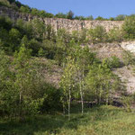 Biotop/ Nahrungslebensraum BerglaubsängerFoto NABU B.E.