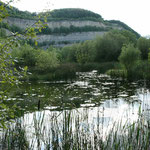 Feuchtgebiete an der Steinbruchkante Foto NABU B.E.