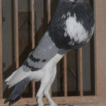 Frisch von den Eiern, mit vollem Blaswerk, F:N,