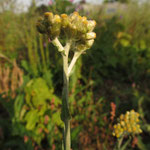 Helichrysum luteoalbum - Gelbweiße Strohblume (Rote Liste 2)