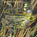 Wasserfrosch