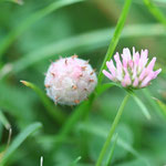 Trifolium fragiferum - Erdbeerklee (Rote Liste (3/2)