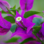 Dans les jardins de la haute ville, bougainvillées