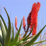 Parking de la citadelle, la plante magique, aloe vera