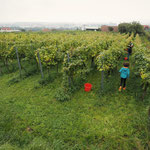 Die Reben am Weinzierlberg wartet auf ihre Erlösung